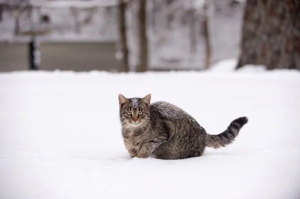 Tabby kattunge i snön — Stockfoto