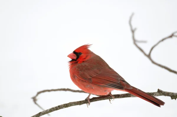 Northern cardinal perched on branch — Stock Photo, Image
