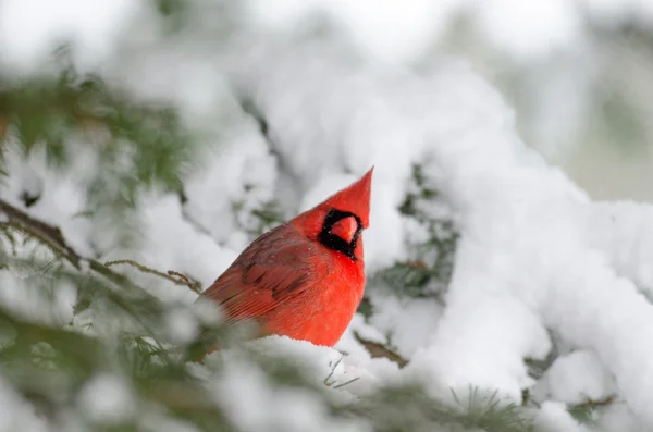 Norra kardinal uppflugen i ett träd — Stockfoto