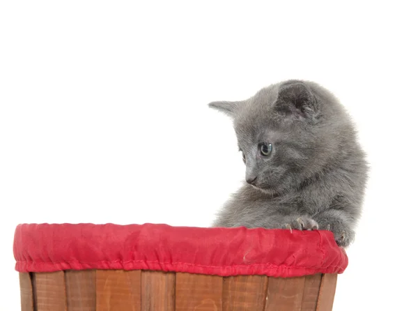 Cute gray kitten — Stock Photo, Image