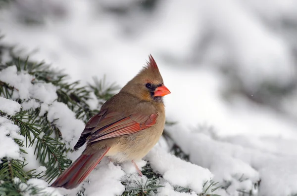 Cardinale del nord su un albero — Foto Stock