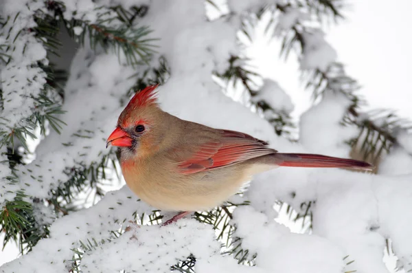 Northern cardinal in a tree — Stock Photo, Image