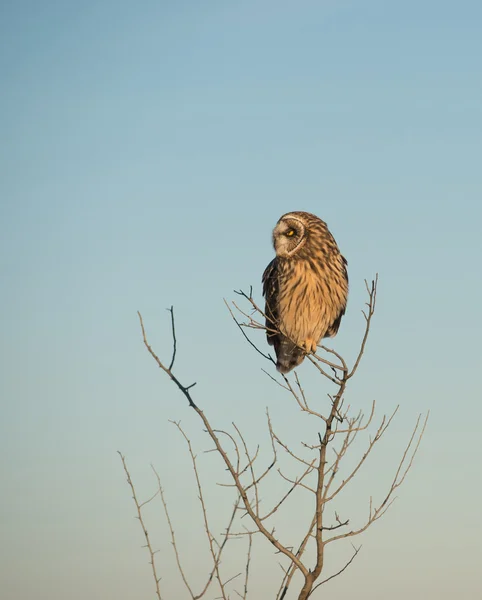 Hibou des oreilles — Photo