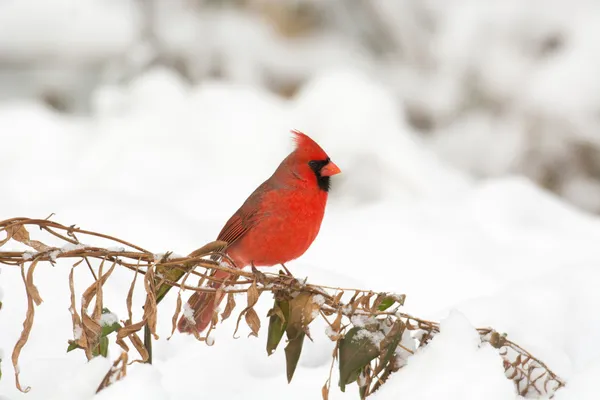 Male northern cardinal — Stock Photo, Image