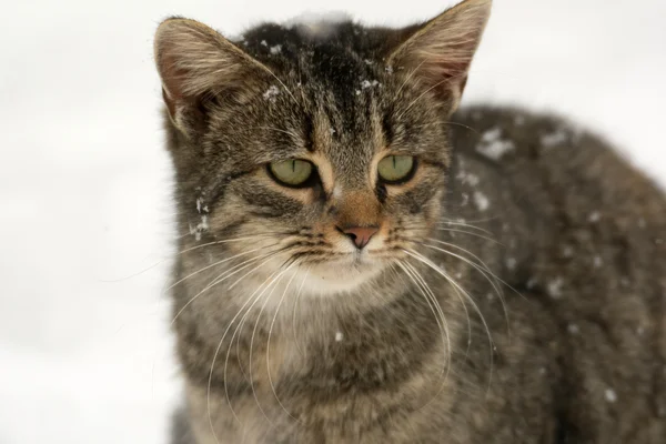 Tabby Gato na neve — Fotografia de Stock