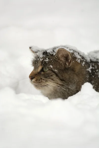 Tabby Gato na neve — Fotografia de Stock