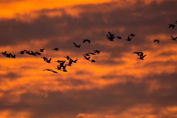 Canada geese — Stock Photo, Image