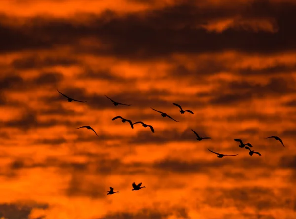 Canada geese — Stock Photo, Image