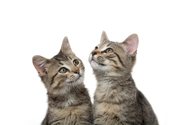 两个虎斑小猫 — 图库照片