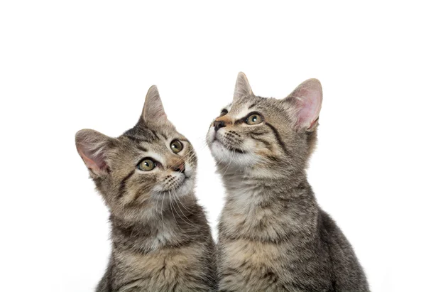 Twee tabby kittens — Stockfoto