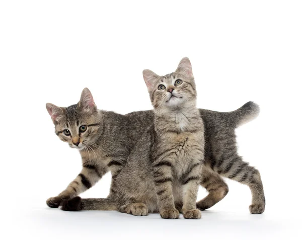 Twee tabby kittens — Stockfoto