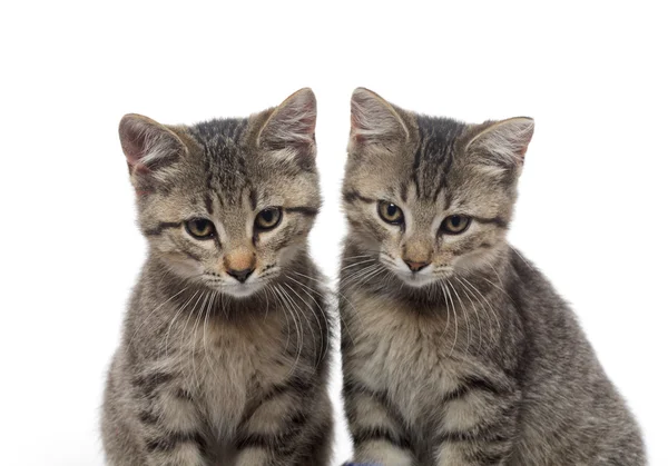 Twee tabby kittens — Stockfoto