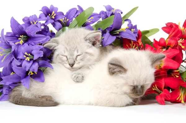 Twee schattige kittens slapen — Stockfoto