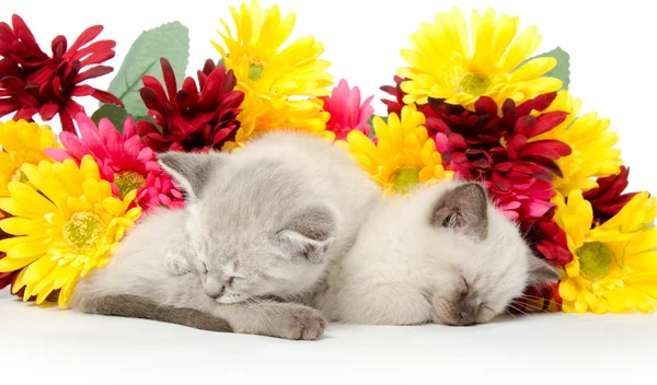 Dois gatinhos bonitos dormindo — Fotografia de Stock