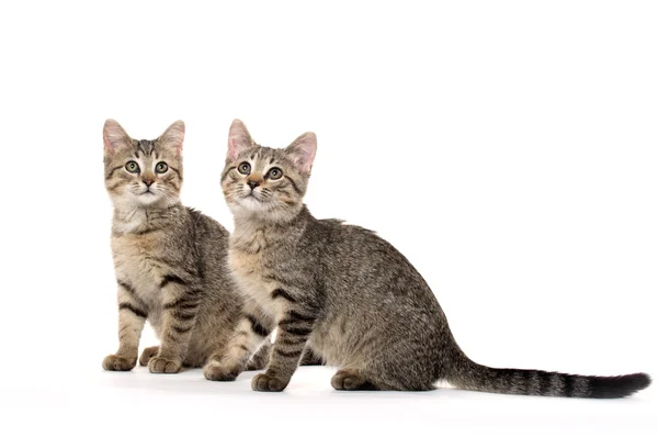 Due gattini da tavolo — Foto Stock