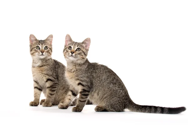 Twee tabby kittens — Stockfoto