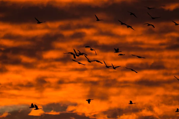 Canada geese — Stock Photo, Image