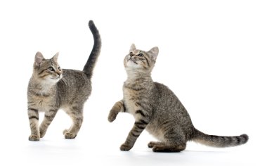 iki tabby yavru kedi