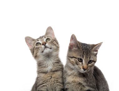 iki tabby yavru kedi