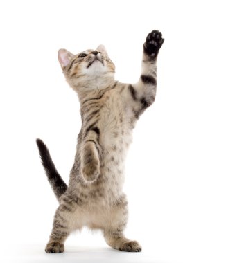 şirin tabby yavru kedi