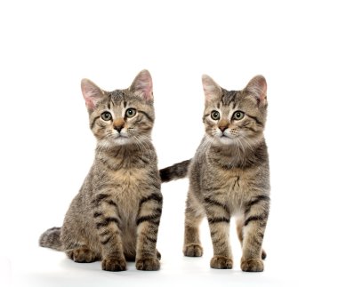 iki tabby yavru kedi
