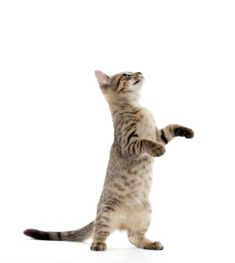 şirin tabby yavru kedi