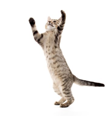 şirin tabby yavru kedi