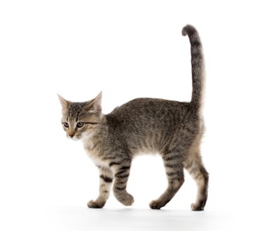 şirin tabby yavru kedi