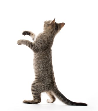 şirin tabby yavru kedi