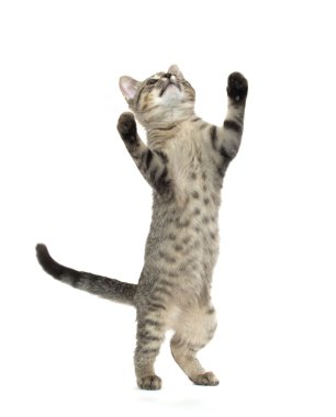 şirin tabby yavru kedi