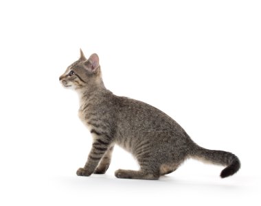 şirin tabby yavru kedi