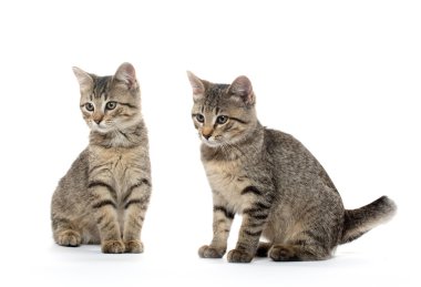 iki tabby yavru kedi