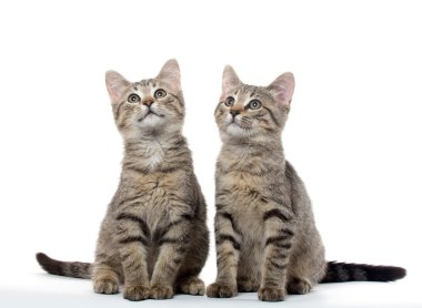 iki tabby yavru kedi