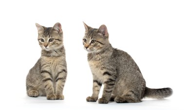 iki tabby yavru kedi