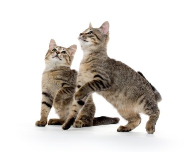 iki tabby yavru kedi