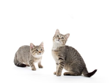 iki tabby yavru kedi