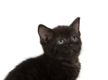 sevimli siyah yavru kedi