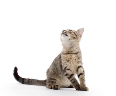 şirin tabby yavru kedi