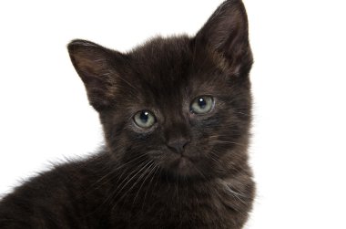 sevimli siyah yavru kedi