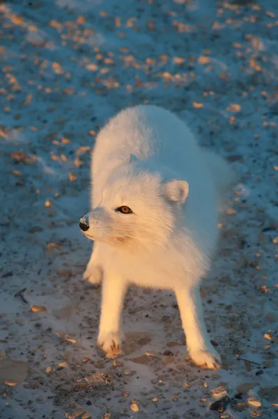 Raposa ártica na neve — Fotografia de Stock