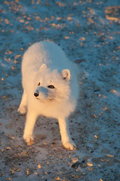 Polarfuchs im Schnee — Stockfoto