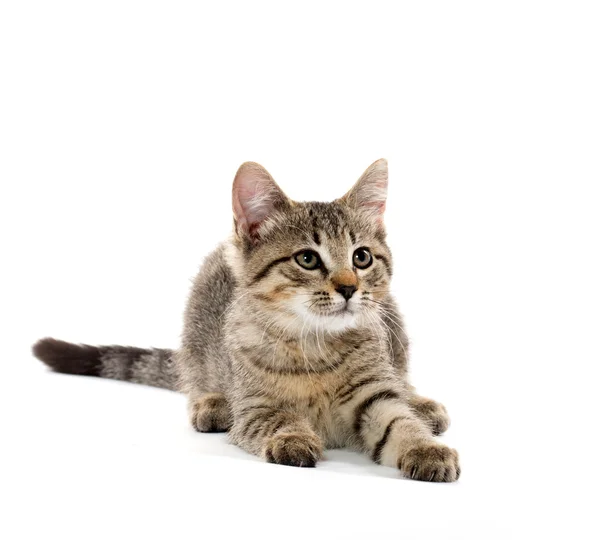 Carino gattino tabby — Foto Stock