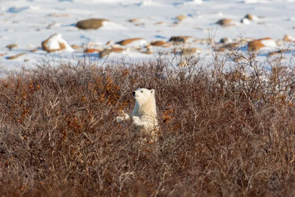 Isbjørnunge – stockfoto