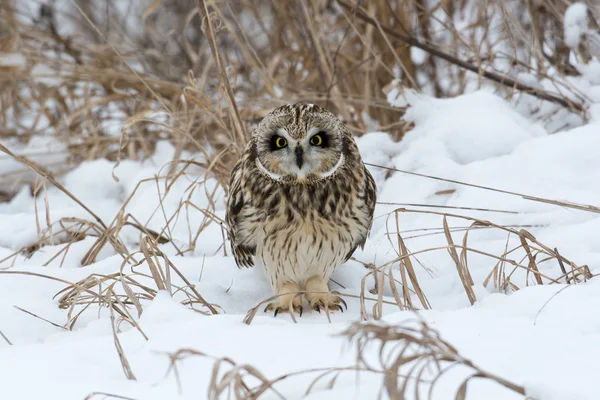 Short Eared Owl — Stock Photo, Image