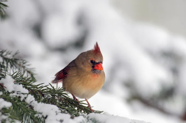 Cardenal del Norte en un árbol — Foto de Stock