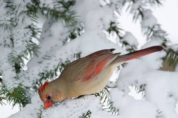 Northern cardinal in a tree — Stock Photo, Image