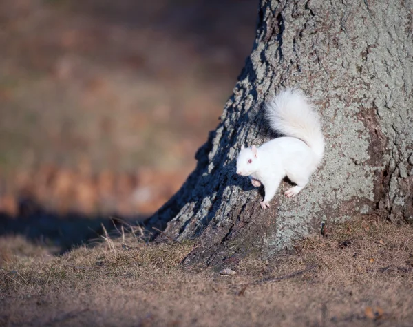 White squirrel — Stok fotoğraf