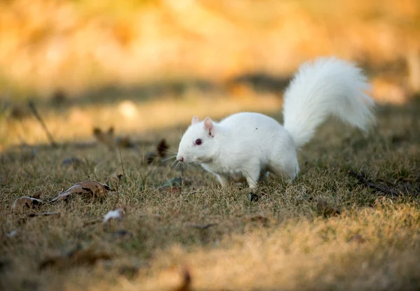 White squirrel burying nuts — Stock Photo, Image