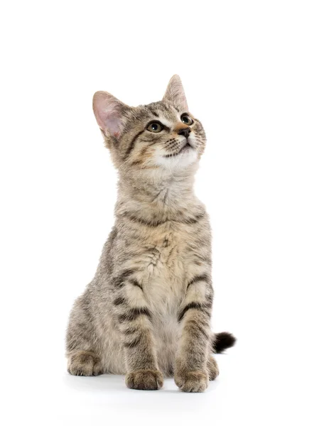 Leuk tabby katje — Stockfoto