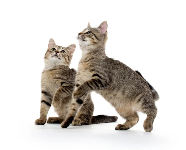 Δύο τιγρέ γατάκι — Φωτογραφία Αρχείου